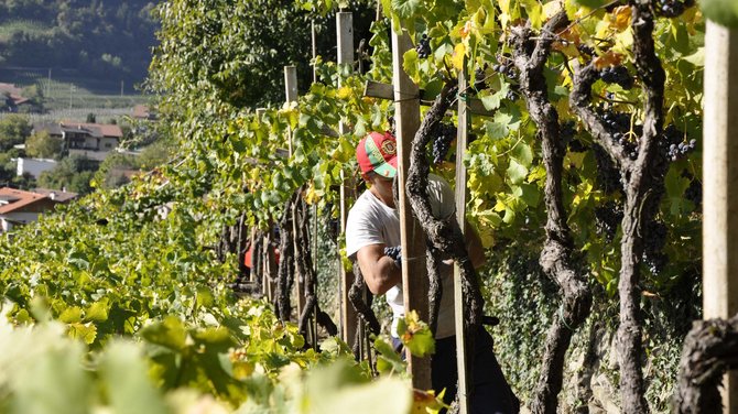 Kennenlernen: euer Weingut in Südtirol für Spitzenweine Kennenlernen: euer Weingut in Südtirol für Spitzenweine