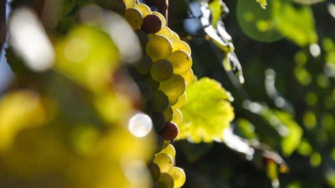 Kennenlernen: euer Weingut in Südtirol für Spitzenweine Kennenlernen: euer Weingut in Südtirol für Spitzenweine