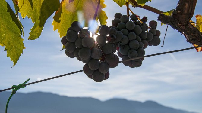 Kennenlernen: euer Weingut in Südtirol für Spitzenweine Kennenlernen: euer Weingut in Südtirol für Spitzenweine